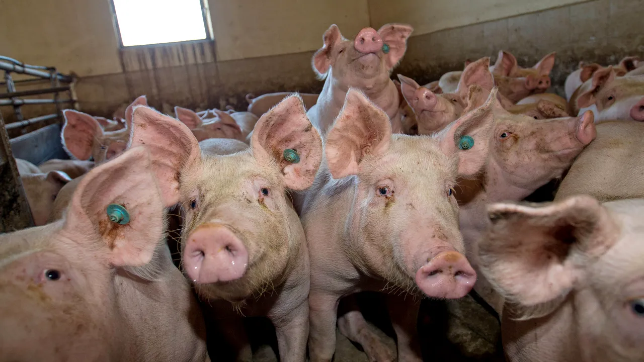 Epidemia de PESTĂ PORCINĂ AFRICANĂ se extinde: 1.092 de focare în 287 de localități din 18 județe. Despăgubirile depășesc 190 de MILIOANE de lei