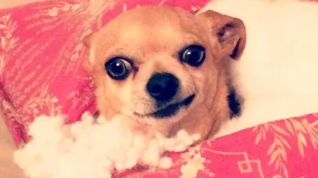 Acești câini au fost fotografiați la locul faptei. 