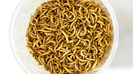 Viermele galben poate fi consumat de cetățenii UE. Medicul nutriţionist Mihaela Bilic: „Noi, în Europa, suntem răsfăţaţii mapamondului“