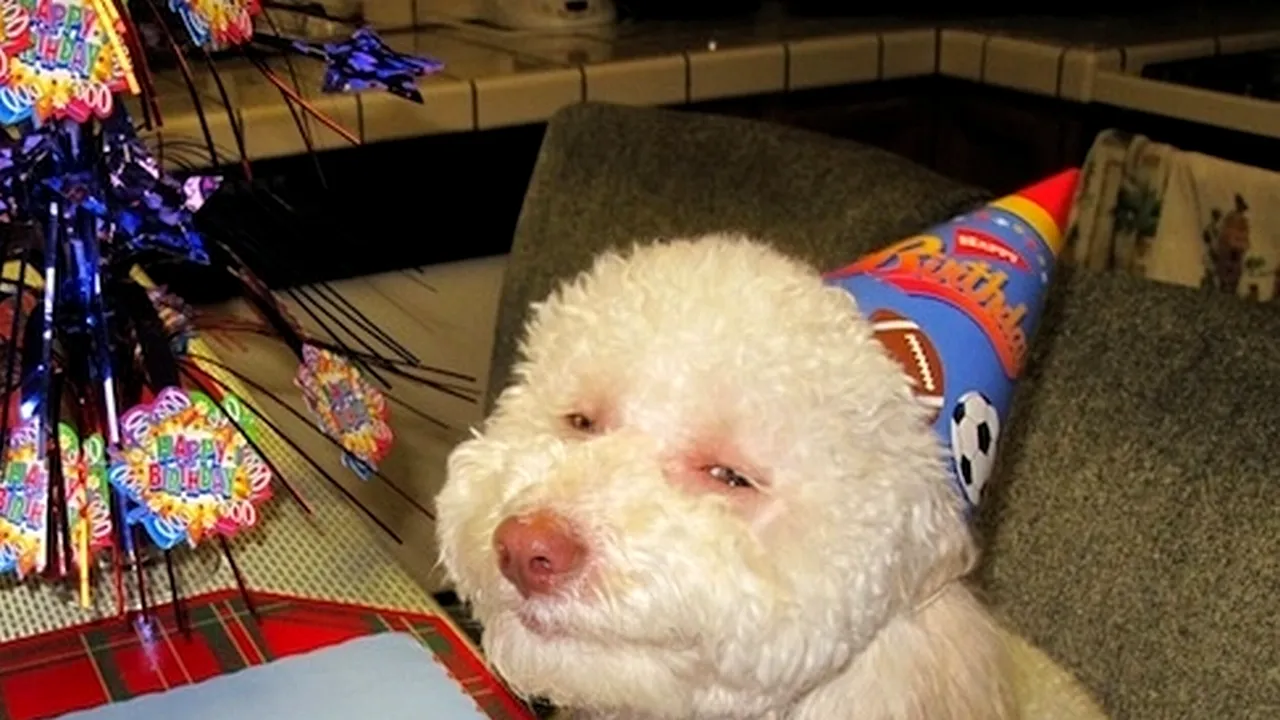 Veterinarii din SUA au început să prescrie marijuana medicinală câinilor