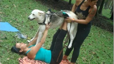 Doga, noul sport pentru câini și stăpânii lor