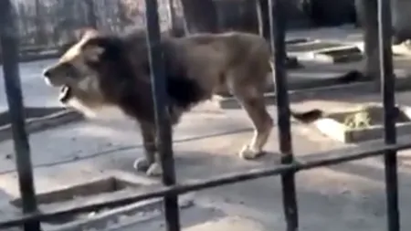 Un leu de la Grădina Zoologică din Brăila a ajuns piele și os