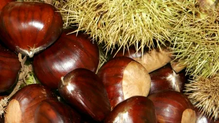 Cultivarea castanilor, o afacere de succes. Câștigurile pot ajunge la 10.000 de euro pe hectar