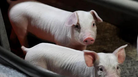 PESTA PORCINĂ africană se extinde în județul TELEORMAN. Virusul a apărut în apropierea ALEXANDRIEI