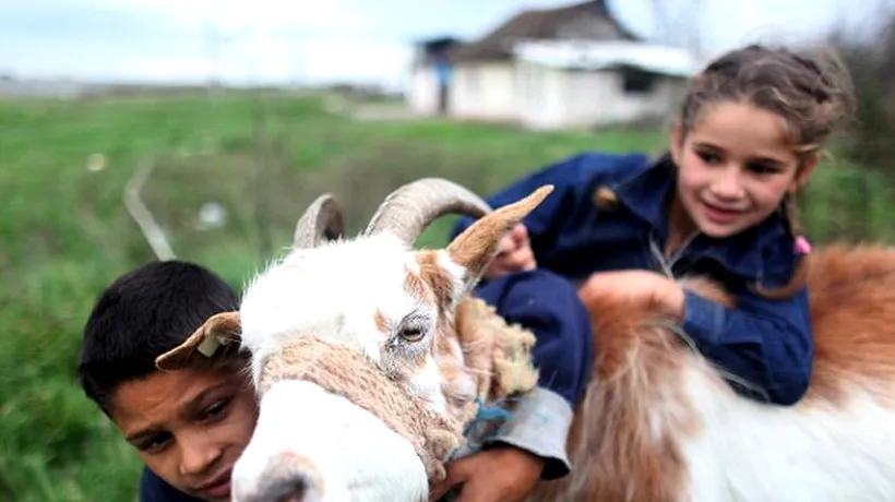 Primarul unei comune din România crede că jumătate dintre locuitori vor pleca în Marea Britanie în 2014. Va rămâne doar capra albă cu pete maro
