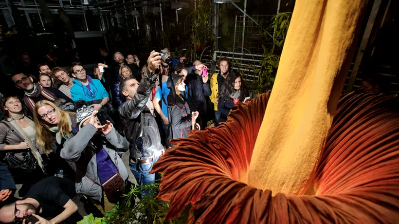 Cea mai mare floare din lume a înflorit la o grădină botanică din Brazilia