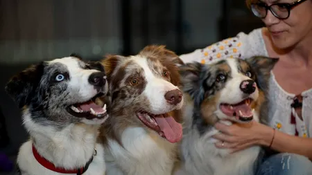 VIDEO. Bruno Icobeț, câștigătorul ROMÂNII AU TALENT la Gândul LIVE: 