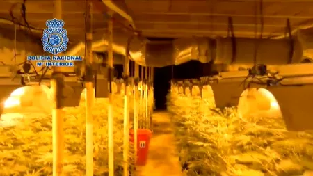 Cea mai mare plantație de cannabis subterană din Spania, creată români. Patru persoane au fost arestate