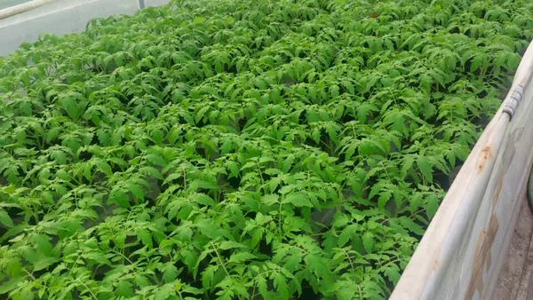 O nouă categorie de producători ar putea fi afectată de taxele Bolojan. Care ar putea fi efectul devastator asupra prețurilor alimentelor