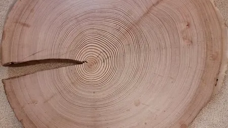 Ce transmit inelele copacilor: ”La fel ca un cronicar, ei înregistrează și depozitează orice eveniment climatic”