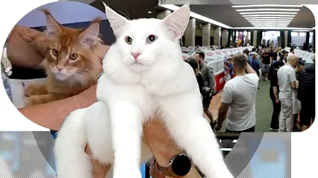 Superbul motan alb Nordri, campion european, și sute de pisici din toată lumea au venit la București. Ce feline pot fi admirate la Salonul SofistiCAT