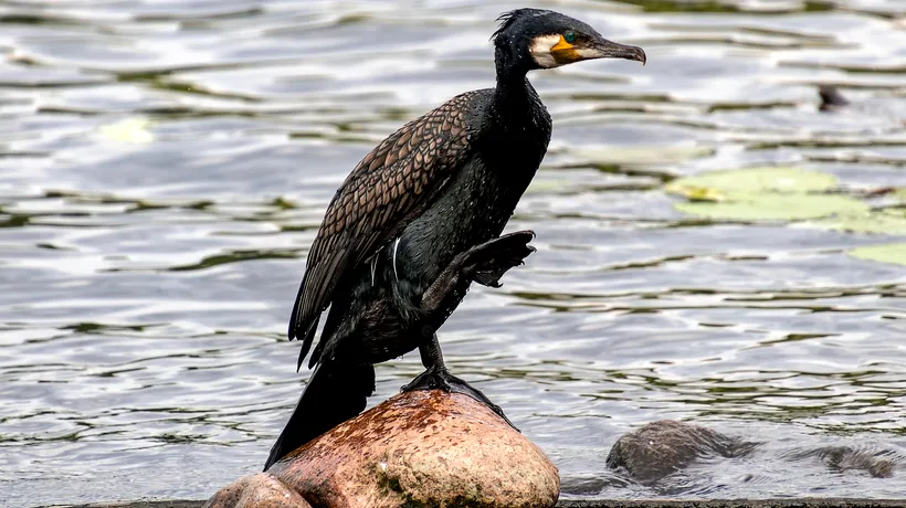 DECIZIE. Cormoranul mare, eliminat din categoria păsărilor interzise vânătorii. Ce spune Societatea Ornitologică Română