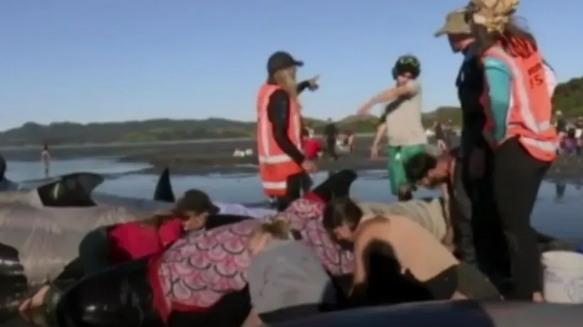 Imagini dramatice în Noua Zeelandă: Operațiune de salvare a sute de balene eșuate