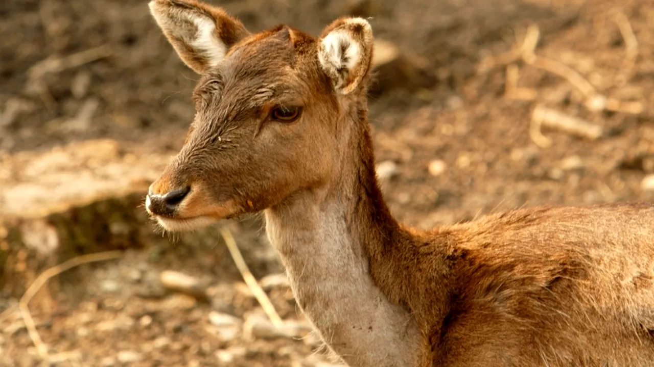 Cum s-a împrietenit un vânător cu o căprioară. VIDEO
