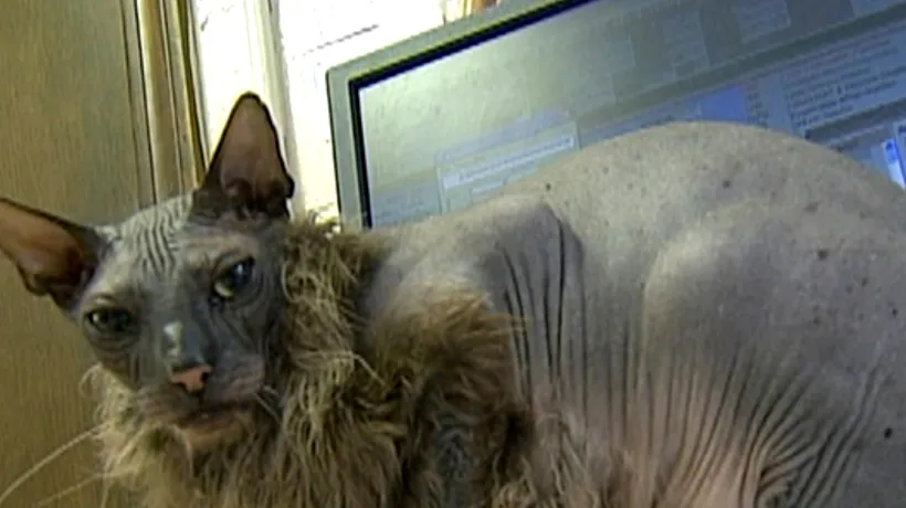 Cea mai urâtă pisică din lume a murit