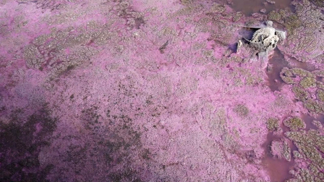Lacul din România care a devenit roz peste noapte