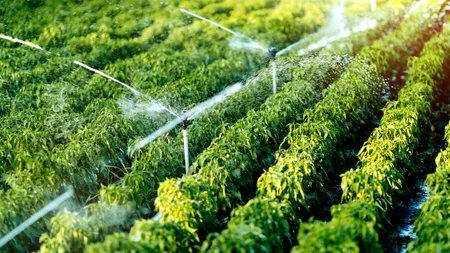 EPPO anunță soluționarea unui nou dosar de fraudă: subvenții deturnate de fermieri din Vâlcea în valoare de 1,2 milioane de euro