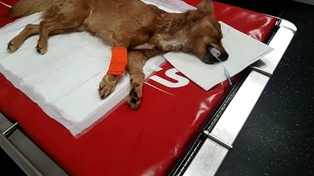 Cățelul resuscitat de pompierul argeșean a murit. Mesaj impresionant postat pe Facebook de salvator