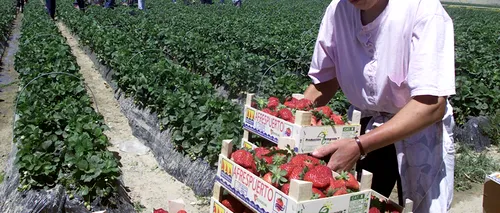 800 de locuri de muncă la cules de căpșuni în Spania, disponibile prin agenții de șomaj. Cât se plătește pentru o zi de muncă
