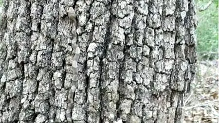 Iluzie optică VIRALĂ. Doar cei cu privire de lunetist pot găsi șarpele din imagine în 5 secunde