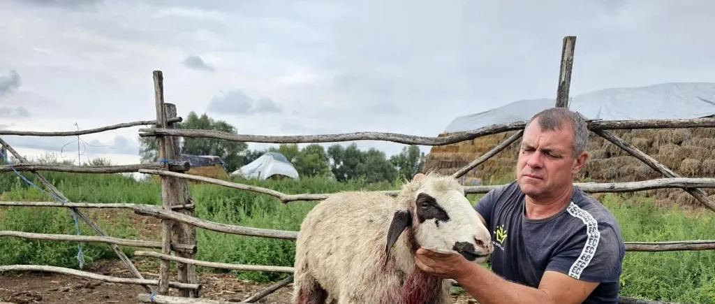 VIDEO | Prăpăd la o stână din Dolj! Șacalii au omorât peste 20 de oi și capre