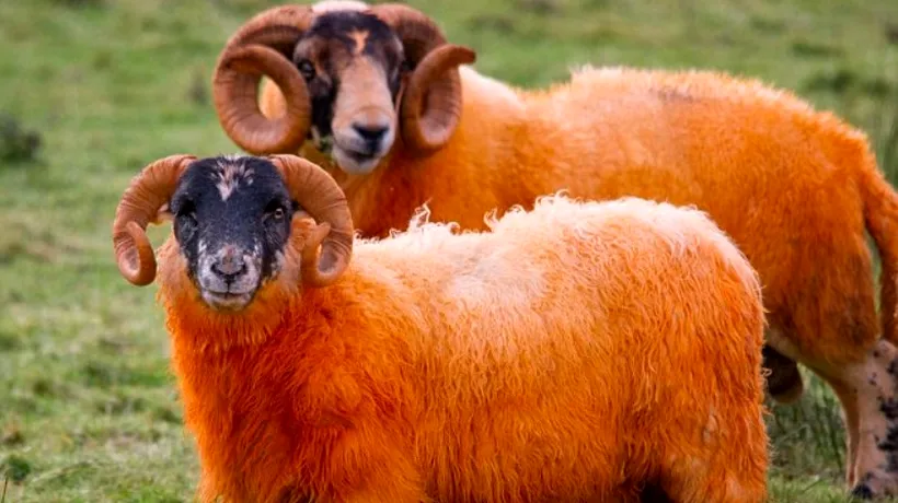 GALERIE FOTO. Metoda neobișnuită prin care un scoțian îi împiedică pe hoți să îi mai fure oile