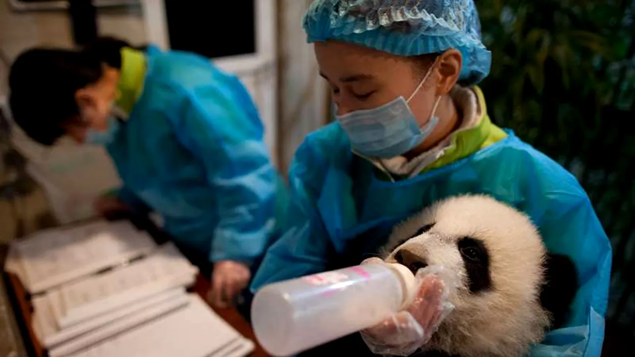 Adevărul din spatele crescătoriilor chinezești de urși de panda