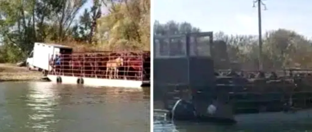 VIDEO | Caii din Delta Dunării, în continuare dispăruți fără urmă! Grupul S.O.S Caii Deltei face un apel disperat către autoritățile din România