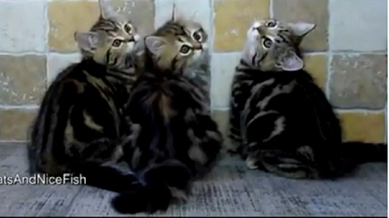 VIDEO. Dovada că și pisicile fac înviorarea