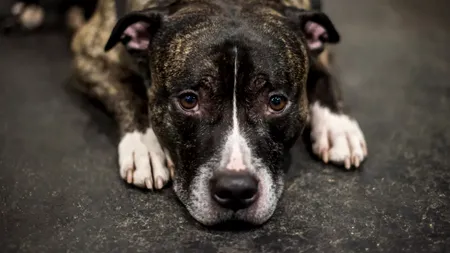 Un copil de trei ani din Mangalia a fost mușcat și omorât de câinele familiei