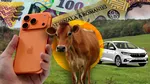 Cât mai costă o vacă în România. Este mai scumpă decât un Logan second hand sau decât un iPhone