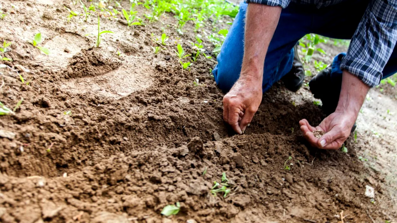 Ce legume se plantează în luna ianuarie în România