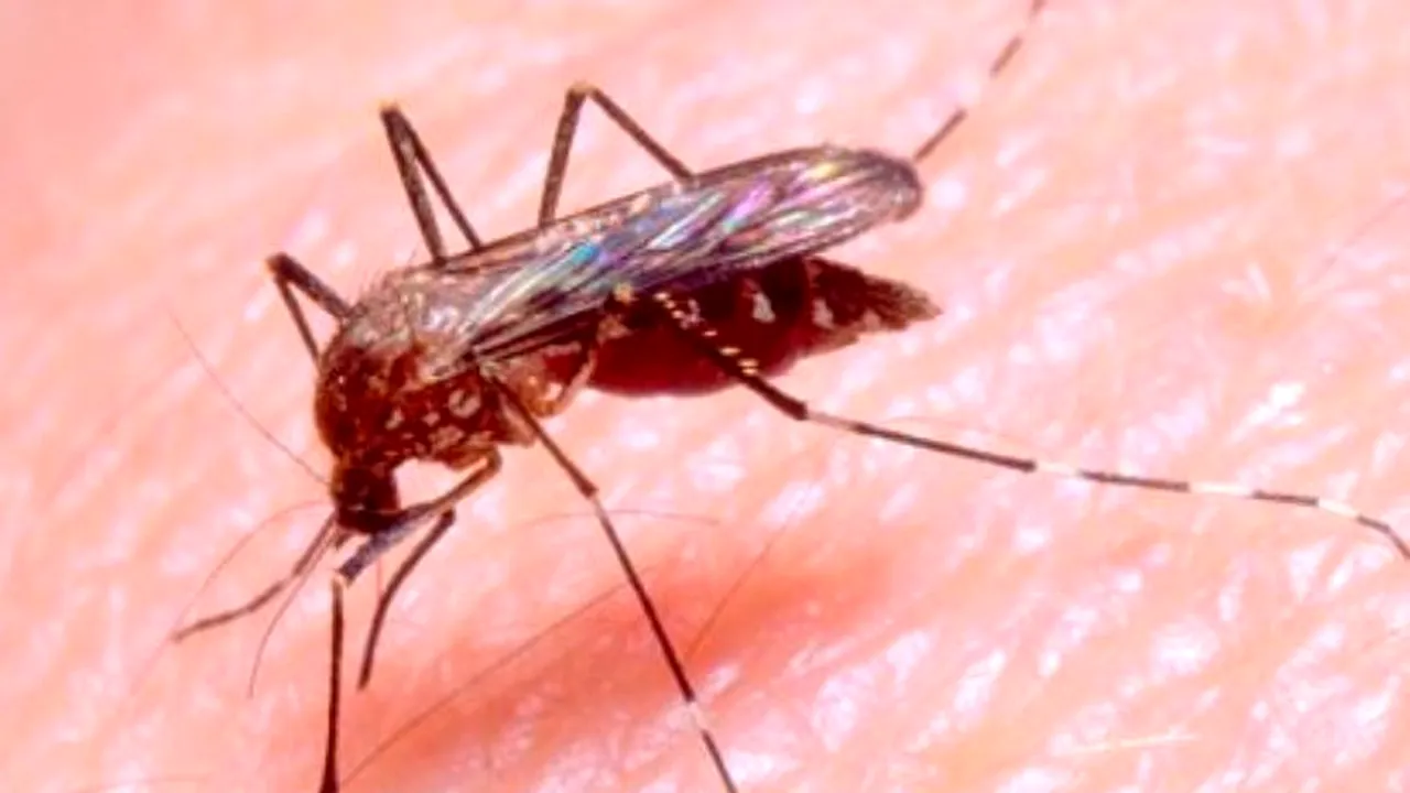 Pe cine preferă țânțarii: persoanele predispuse la mușcături