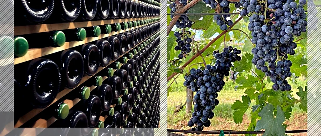 Pietro Pittaro, un viticultor italian, și-a lăsat podgoriile și cramele moștenire angajaților