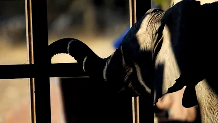 Comisia Europeană, îngrijorată de grădinile zoo românești, ia la întrebări Guvernul