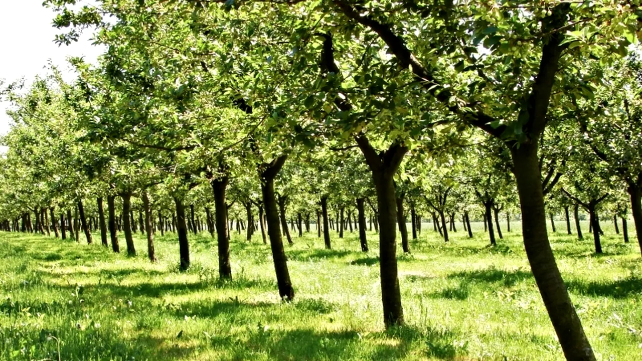 Anunțul ministrului Agriculturii: Temperaturile ridicate din ianuarie au creat probleme pomilor fructiferi
