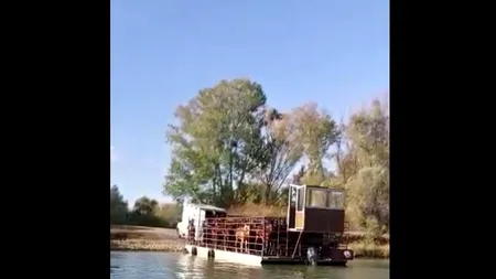 VIDEO | Caii din Delta Dunării ajung „specialități pe masa de Crăciun”, cu binecuvântarea autorităților, acuză activiștii. Cum explică autoritățile un transport cu zeci de animale netestate, posibil doar dacă ajung la abatoare