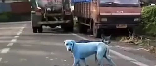 Orașul în care au apărut câinii cu blana albastră. Motivul este incredibil. VIDEO 