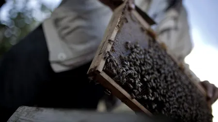 Cel puțin 18 persoane, internate în spital după ce au fost înțepate de albine în Ungaria 