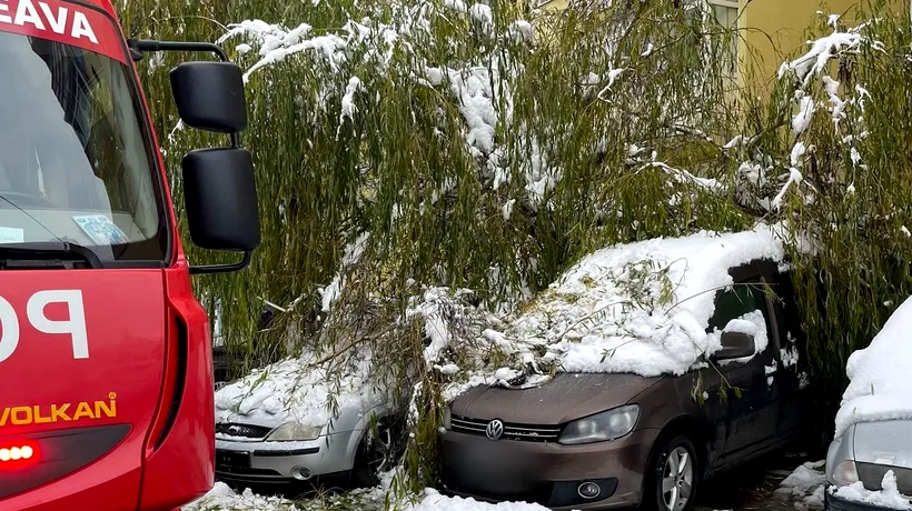 FOTO - Un copac a căzut peste trei mașini parcate pe o stradă din Suceava
