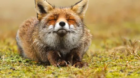 Fotografii desprinse parcă din povești: 