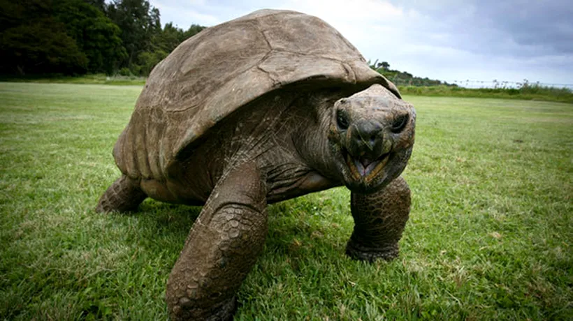Efect neașteptat al încălzirii globale: de ce ar putea dispărea broaștele țestoase mai repede decât se credea