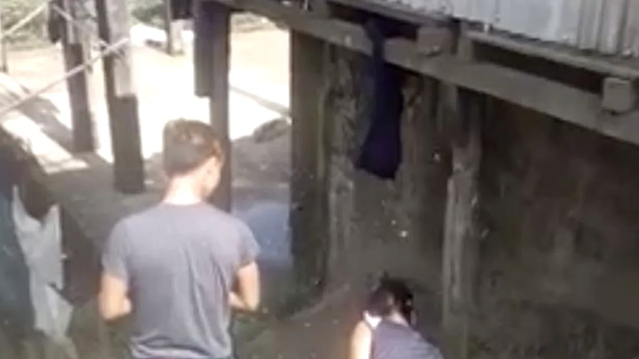 Fenomen foarte rar: Momentul șocant în care un roi de albine „colonizează