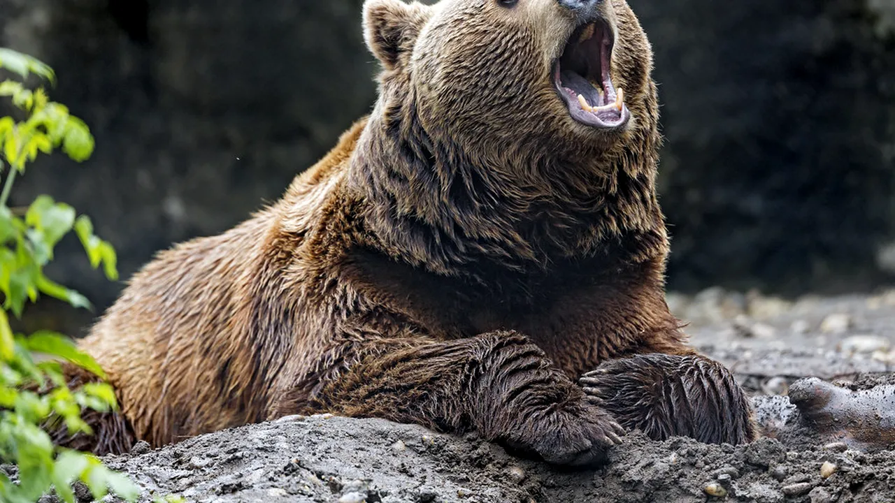 Mesaj RO-Alert, un URS a apărut într-un sat din Prahova