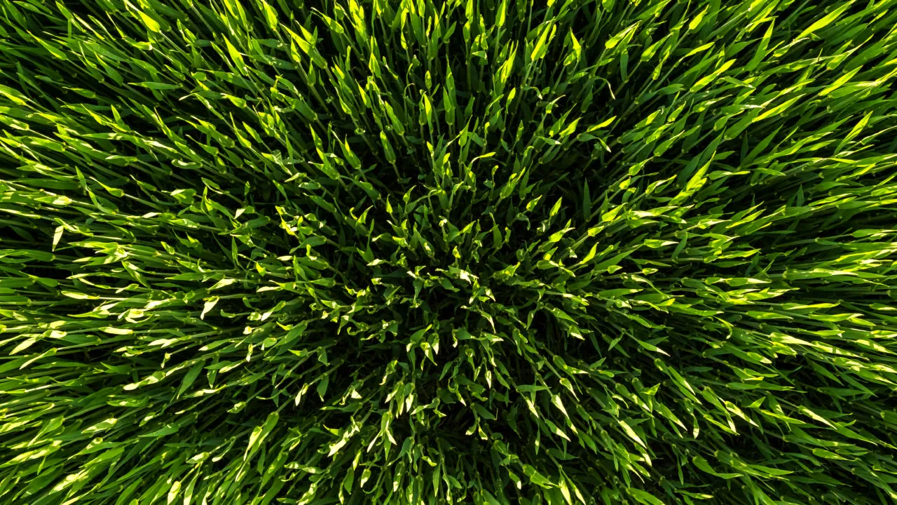 De ce nu e bine să tai GAZONUL în iulie. Specialiștii în horticultură spun că vei vedea imediat efectele