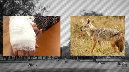 O femeie a fost mușcată de un ȘACAL într-un parc din centrul Aradului