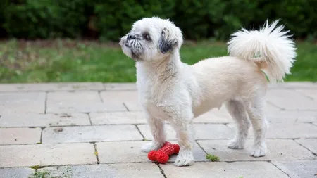 Directorul unei agenţii imobiliare a fost ARESTAT pentru că a vândut o casă unui câine. Bărbatul e acuzat de „subminarea valorilor morale”