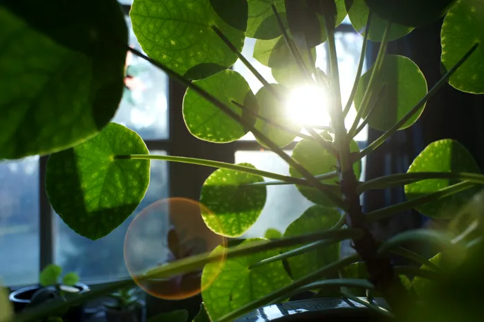 Sursa Foto: Shutterstock