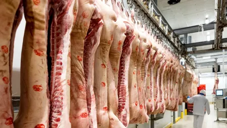 EXCLUSIV | Cum gestionează, de fapt, managementul unui abator de porci activitatea de producție în vreme de #coronacriza