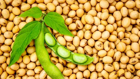 Lobby-ul american funcționează: o nouă varietate de soia MG are undă verde la import. Și papaia transgenică este acceptată